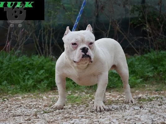 PoulaTo: American Bully me 