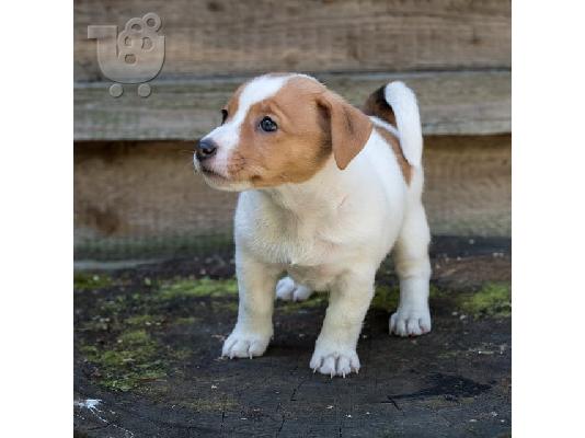 PoulaTo: Φανταστικά κουτάβια Jack Russell Terrier
