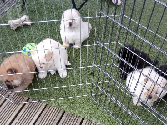 Όμορφο αρσενικό και θηλυκό Chow Chow χρειάζεται νέο σπίτι...