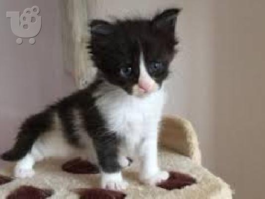 Maine Coon γατάκια για υιοθεσία