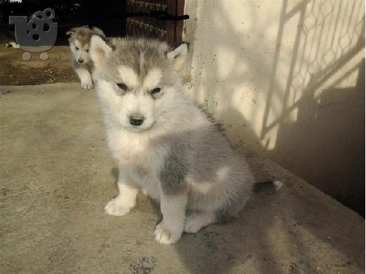 PoulaTo: MALAMUTE