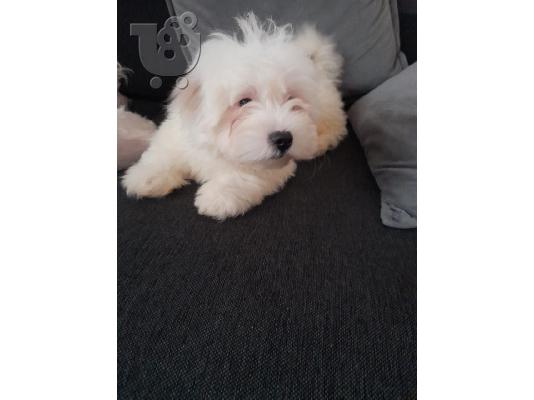 PoulaTo: Το αξιολάτρευτο κουτάβι Bichon Maltese είναι πολύ υγιές και παιχνιδιάρικο αγαπά τα παιδιά