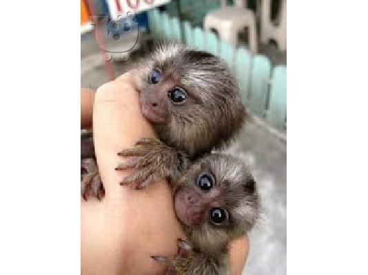 PoulaTo:   baby marmoset για 300 €
