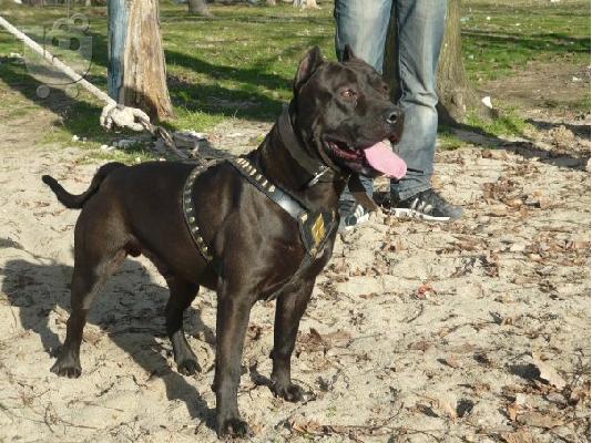 PoulaTo: pitbull koutabia πιτμπουλ κουταβια