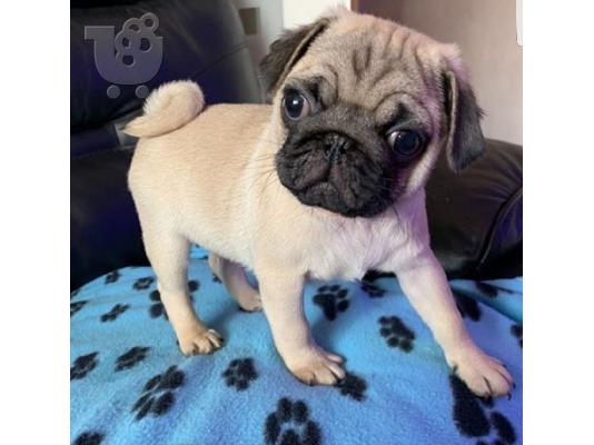 PoulaTo: Pug Puppies Available