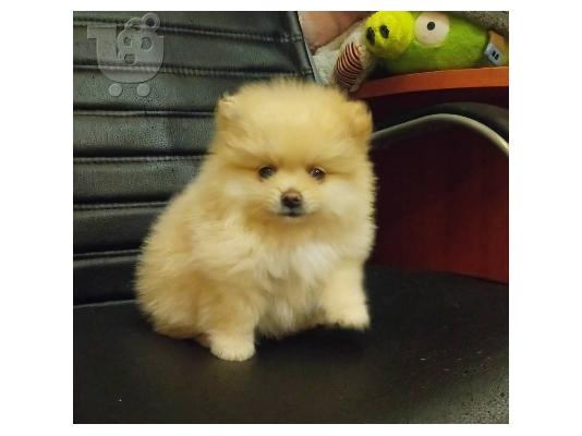 PoulaTo: Τα κουτάβια Pomeranian αρκουδάκι