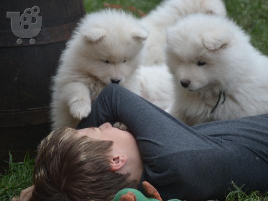 Εκπληκτική λευκό Samoyed κουτάβια.