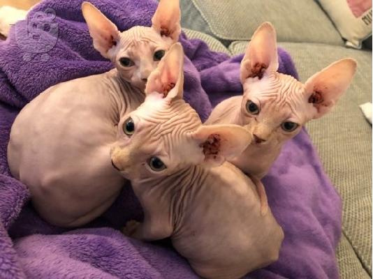 PoulaTo: sphynx γατάκι