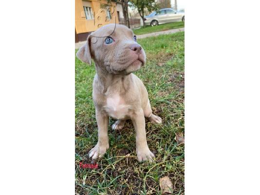 Pitbull Blueline Lilac κουτάβια