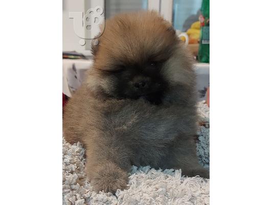 Pomeranian Spitz Κορυφαία ποιότητα