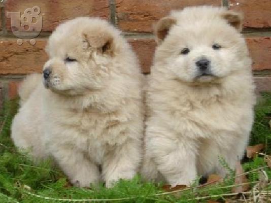 PoulaTo: chow chow κουτάβι