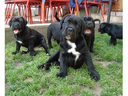 PoulaTo: CANE CORSO