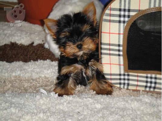 PoulaTo: Πωλούνται 2 κουταβάκια Yorkshire terrier - Γιορκι