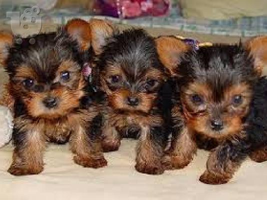 Ποιότητα Tiny Yorkie κουτάβια