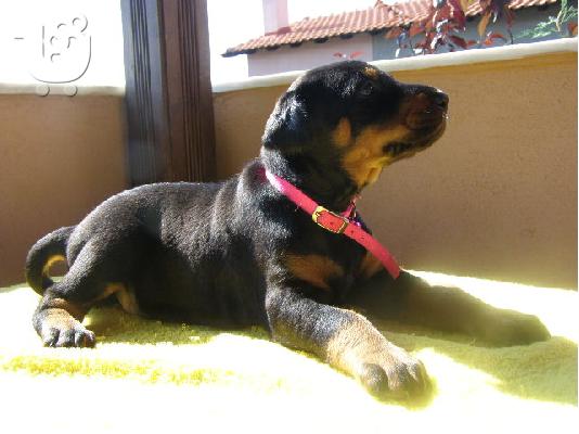 Dobermann