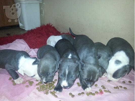 pit bull blue spania