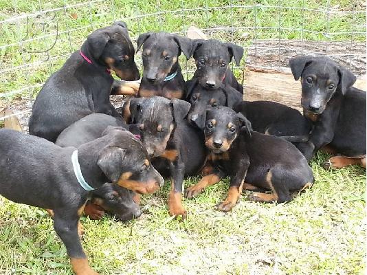doberman katerini