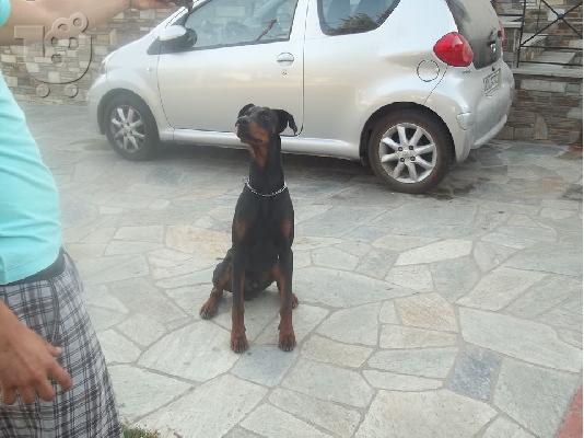 ΠΩΛΟΥΝΤΕ ΚΑΘΑΡΟΑΙΜΑ DOPERMAN