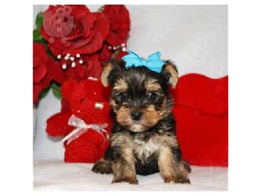 PoulaTo: YORKSHIRE TERRIER SUPER MINI