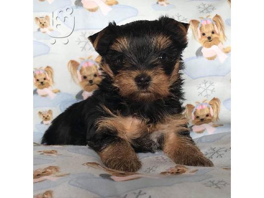 PoulaTo: Μικρο Yorkie