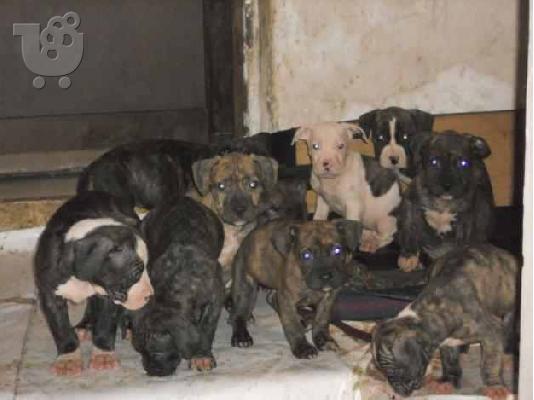 Κουταβάκια PIT BULL ΠΙΤ ΜΠΟΥΛ ........299 — Ηλιούπολη 