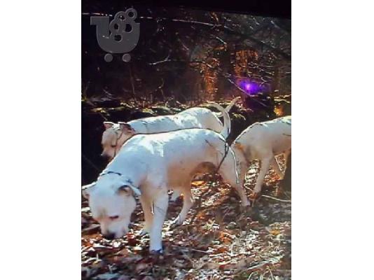 Ντόγκο Αρτζεντίνο - Dogo Argentino — Νέα Φιλαδέλφεια