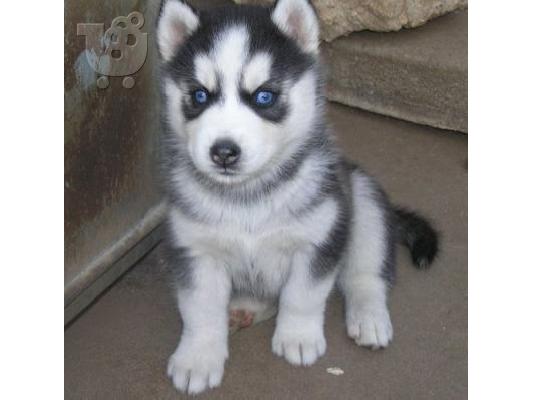 husky καφε και μαυρα