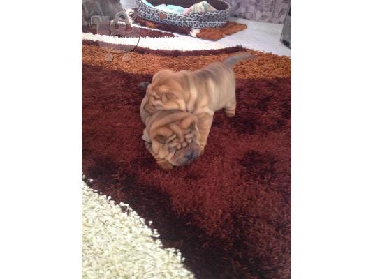 ΠΩΛΟΥΝΤΑΙ ΚΑΘΑΡΟΑΙΜΑ SHARPEI
