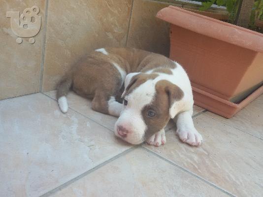 ΚΑΘΑΡΟΑΙΜΑ pitbull terrier red nose