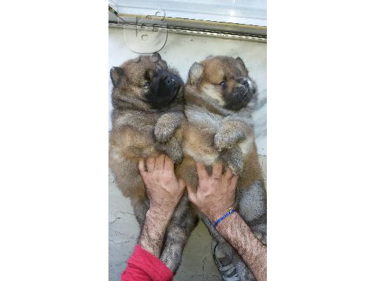 τσοου τσοου chow chow