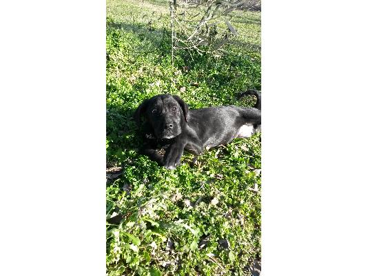 κουταβι cane corso θηλυκο