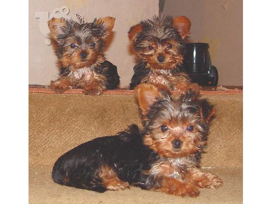 PoulaTo: Yorkshire Terrier Mini
