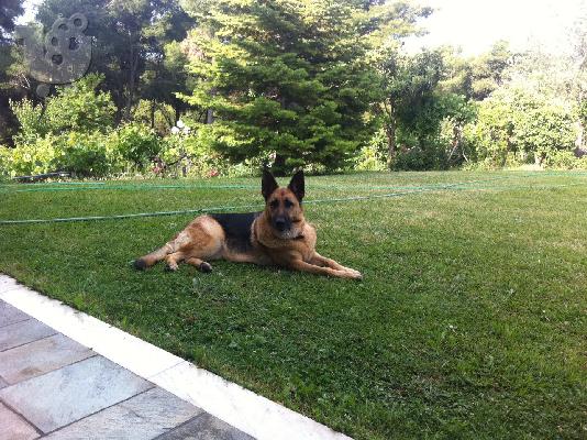 PoulaTo: ΠΩΛΟΥΝΤΑΙ ΓΕΡΜΑΝΙΚΑ ΠΟΙΜΕΝΙΚΑ ΚΟΥΤΑΒΙΑ - 1 ΜΗΝΟΣ