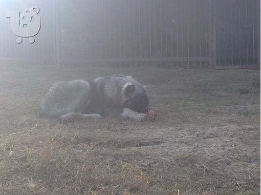 younger sister of world champion-caucasian dog 10 minwn