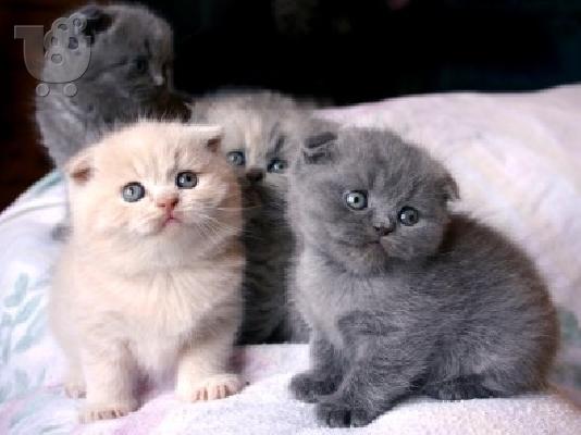 PoulaTo: Σκωτσέζικες Fold/Straight Kittens Προς Πώληση
