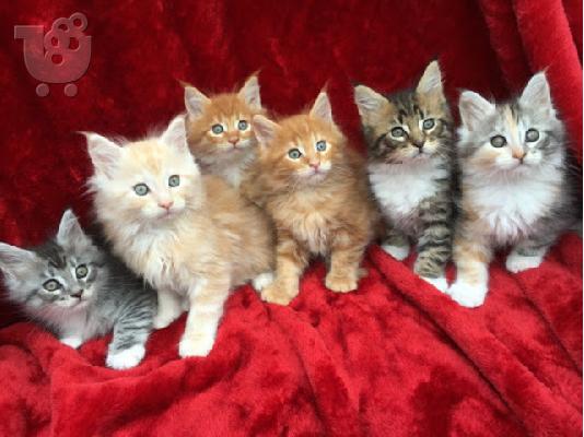 PoulaTo: Θηλυκό γατάκι Maine Coon Mazza ρείθρο, το οποίο είναι