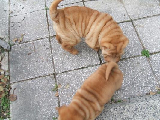 PoulaTo: SHAR PEI