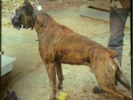 PoulaTo: boxer