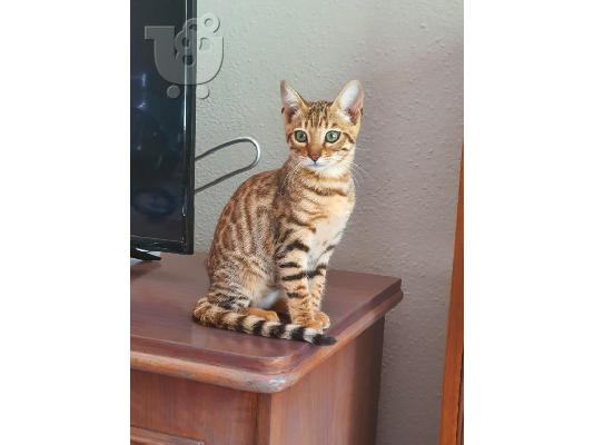 PoulaTo: Toyger Kittens