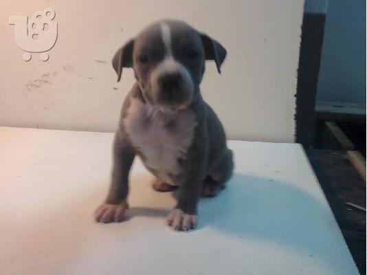 pitbull blue