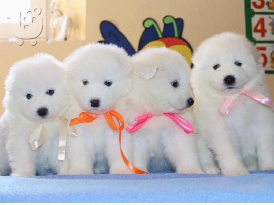 Διαθέσιμα όμορφα κουτάβια Samoyed