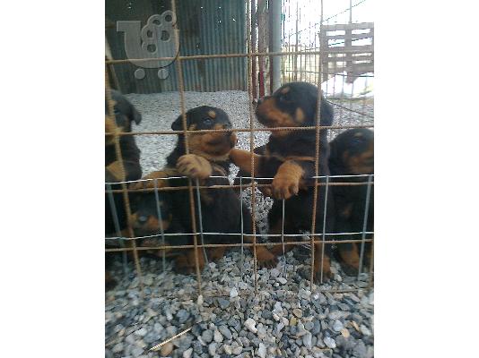 koutavia ROTTWEILER
