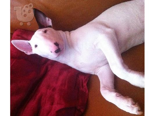 PoulaTo: Καθαρόαιμο bull terrier πωλείται!!!