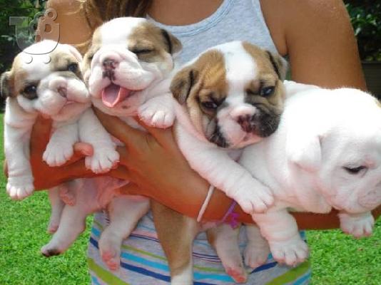 PoulaTo: ENGLISH BULLDOG-ΑΓΓΛΙΚΑ ΜΠΟΥΛΝΤΟΓΚ Μπουλντόγκ