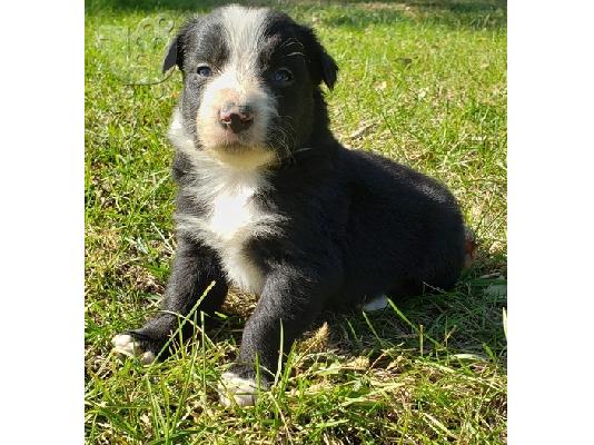 Border collie
