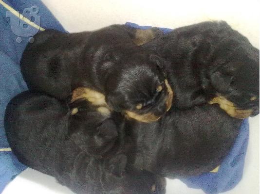 Rottweiler κουτάβια