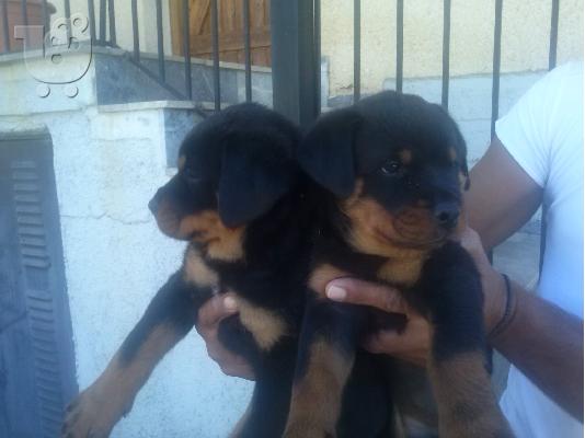 PoulaTo: Rotweiller