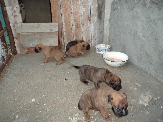 PoulaTo: boxer