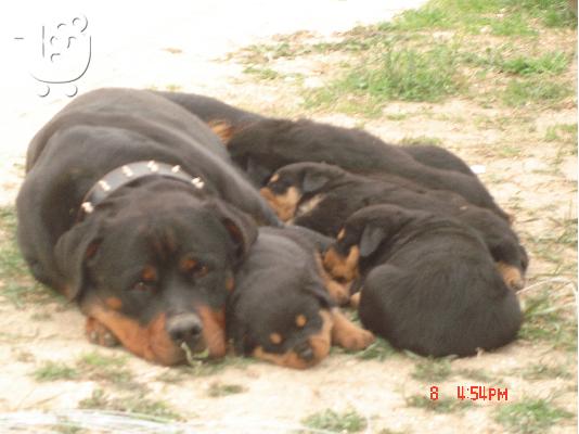 rottweiler puppies