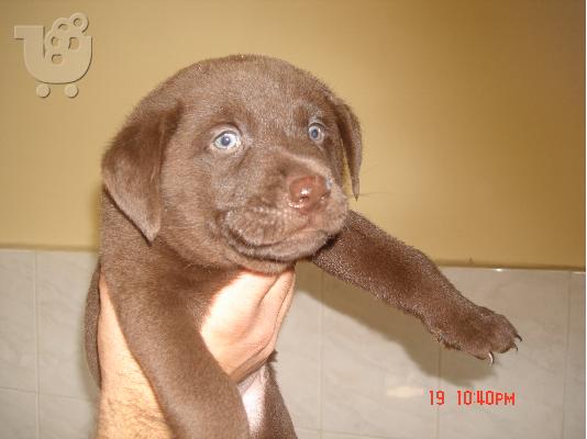 LABRADOR